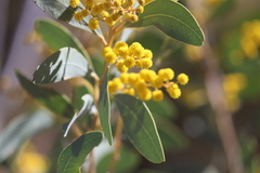 Acacia validinervia