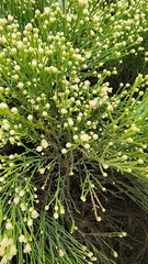 Baccharis sarothroides