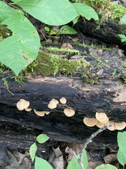 Crepidotus crocophyllus