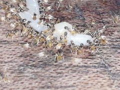 Tapinoma melanocephalum