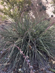 Hesperaloe