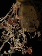 Utricularia endresii