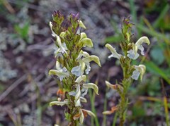 Pedicularis parryi