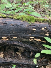 Crepidotus crocophyllus