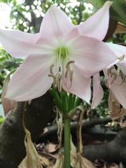 Crinum