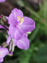 Tradescantia crassifolia
