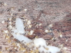 Tapinoma melanocephalum