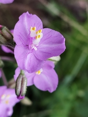 Tradescantia crassifolia