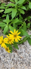 Arnica latifolia