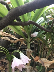 Crinum