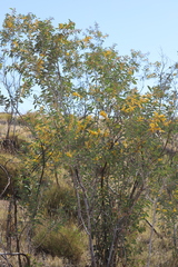 Acacia validinervia