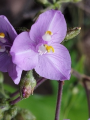 Tradescantia crassifolia