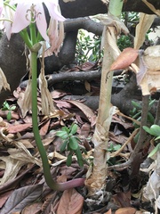 Crinum