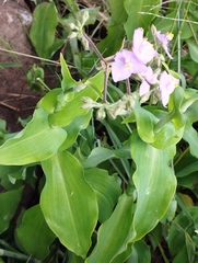 Tradescantia crassifolia