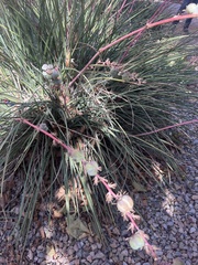 Hesperaloe