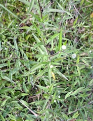 Eclipta prostrata