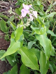 Tradescantia crassifolia