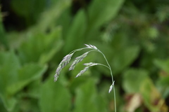 Vahlodea atropurpurea