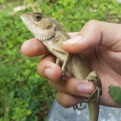 Calotes versicolor