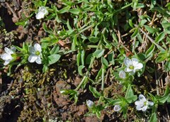 Arenaria lanuginosa