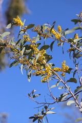Acacia validinervia