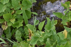 Vahlodea atropurpurea