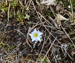 Gentiana sedifolia