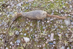 Cervus elaphus