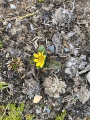 Knowltonia integrifolia