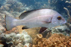 Plectorhinchus caeruleonothus