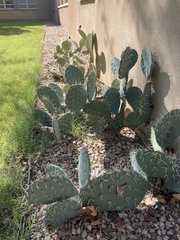 Opuntia
