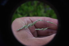 Vahlodea atropurpurea