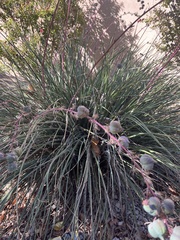 Hesperaloe