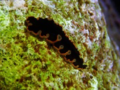 Pseudobiceros hancockanus