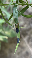 Asteromyia euthamiae