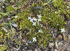 Arcytophyllum filiforme