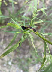 Asteromyia euthamiae