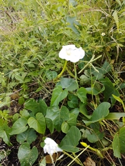 Ipomoea alba
