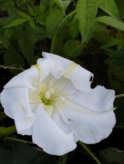Ipomoea alba