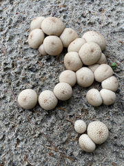 Lycoperdon perlatum