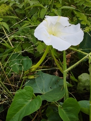 Ipomoea alba