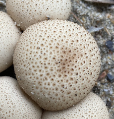 Lycoperdon perlatum