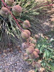 Hesperaloe