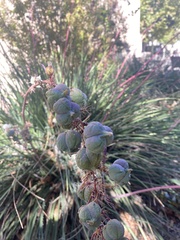 Hesperaloe