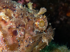 Scorpaena porcus