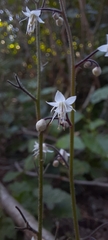 Tiarella trifoliata