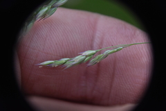 Vahlodea atropurpurea