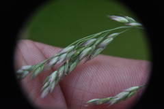 Vahlodea atropurpurea