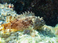 Scorpaena porcus