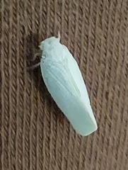 Flatormenis proxima